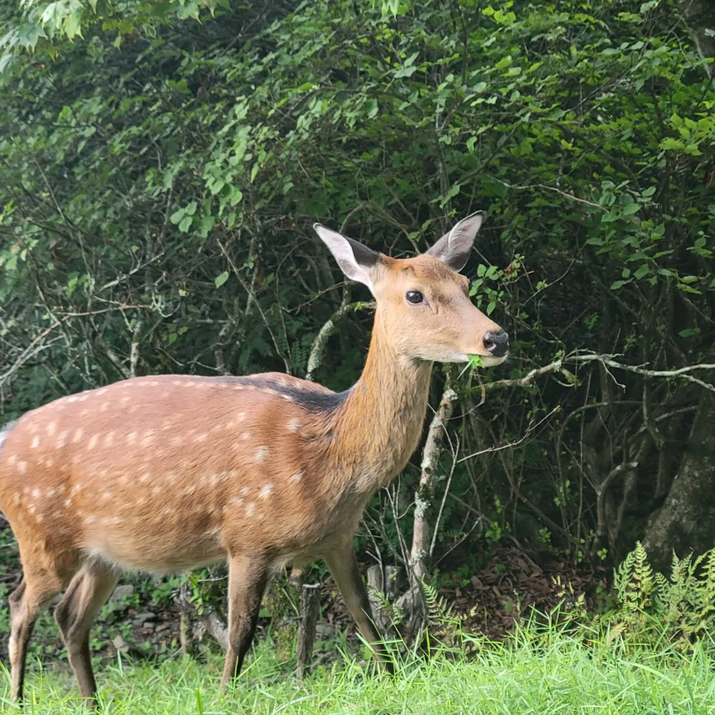 急遽お休みをいただきまして家族でお出かけいたしました。