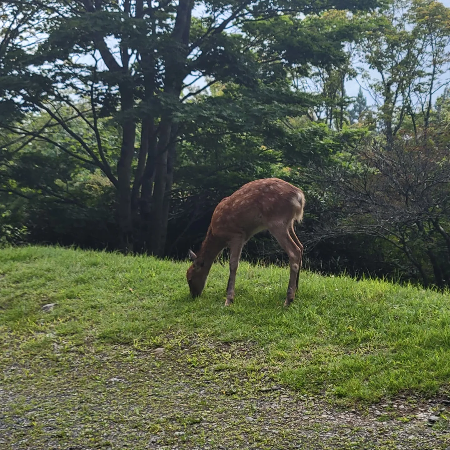 急遽お休みをいただきまして家族でお出かけいたしました。