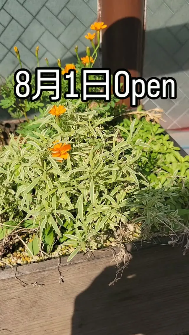 8月1日Open